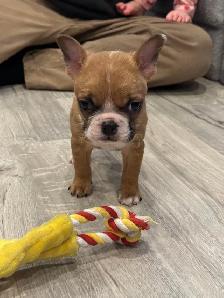 Female French Bulldog puppy - Photo 2