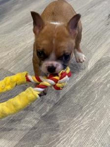 Female French Bulldog puppy - Photo 3