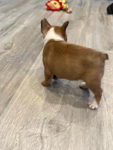 Female French Bulldog puppy - Photo 4