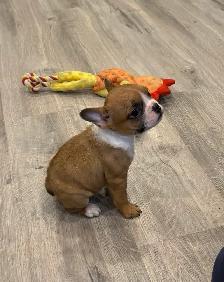 Female French Bulldog puppy - Photo 5