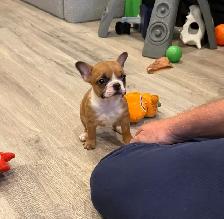 Female French Bulldog puppy - Photo 6