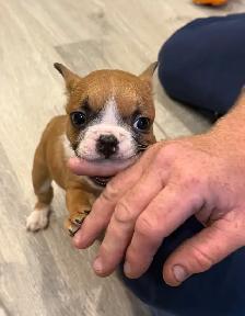 Female French Bulldog puppy - Photo 7