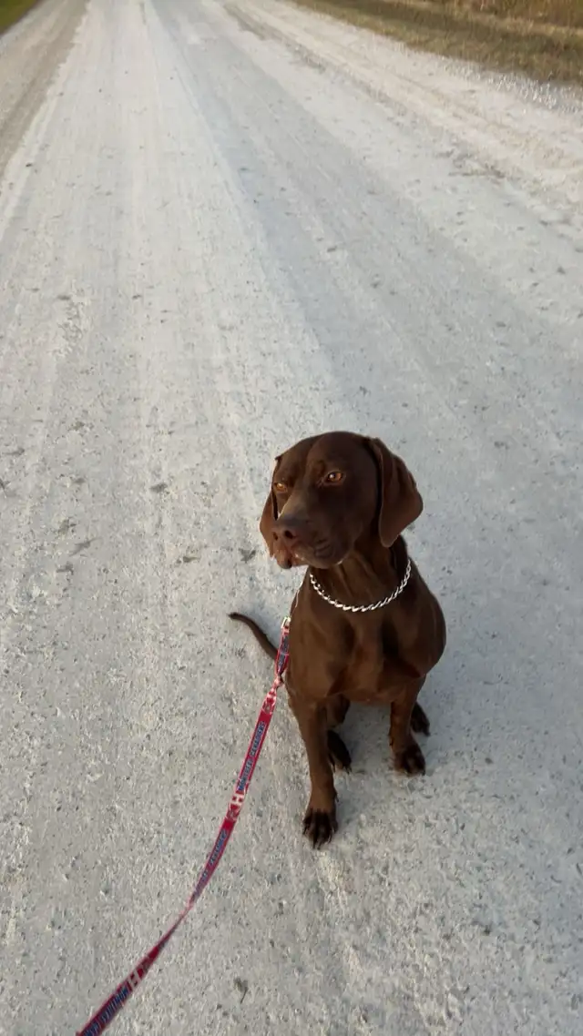German short haired pointer - vizsla mix