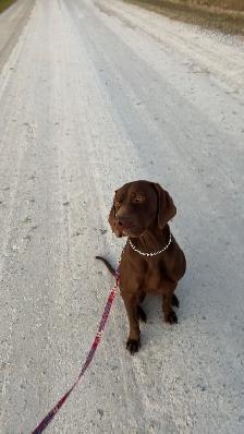 German short haired pointer - vizsla mix