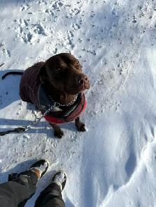 German short haired pointer - vizsla mix - Photo 2
