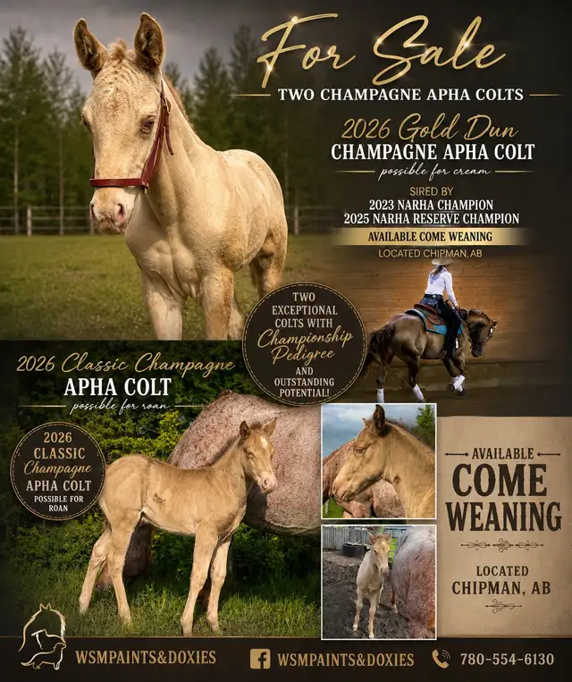 Exceptional 2026 APHA Champagne Colts – Championship Lines