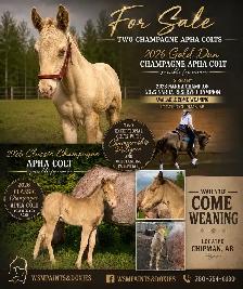 Exceptional 2026 APHA Champagne Colts – Championship Lines