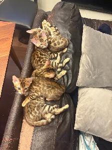 Bengal kittens