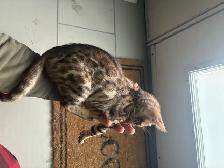 Bengal kittens - Photo 2