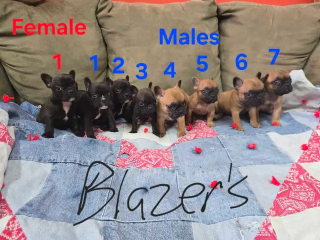 Frenchton Puppies