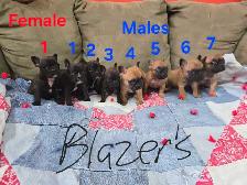 Frenchton Puppies