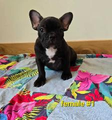Frenchton Puppies - Photo 2