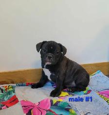Frenchton Puppies - Photo 3