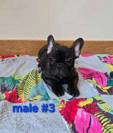 Frenchton Puppies - Photo 4