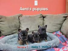 Frenchton Puppies - Photo 5