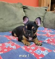 Frenchton Puppies - Photo 6