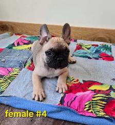Frenchton Puppies - Photo 8