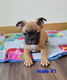 Frenchton Puppies - Photo 9