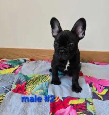 Frenchton Puppies - Photo 10