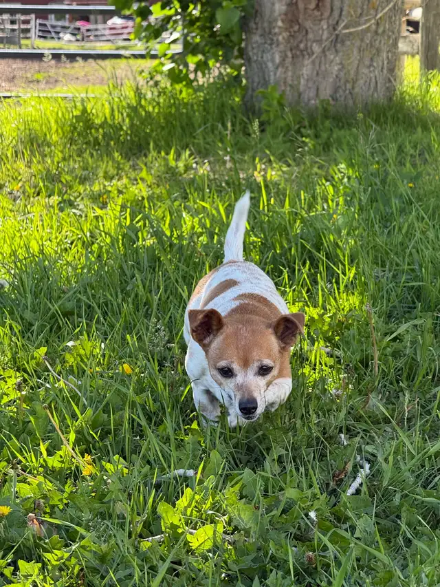 Lost Dog