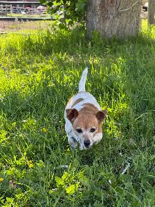 Lost Dog