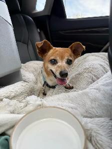 Lost Dog - Photo 2