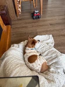 Lost Dog - Photo 3