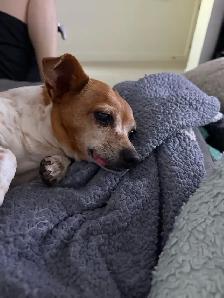 Lost Dog - Photo 4