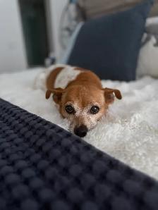 Lost Dog - Photo 5