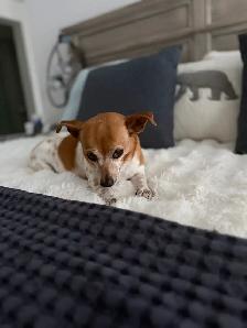 Lost Dog - Photo 6