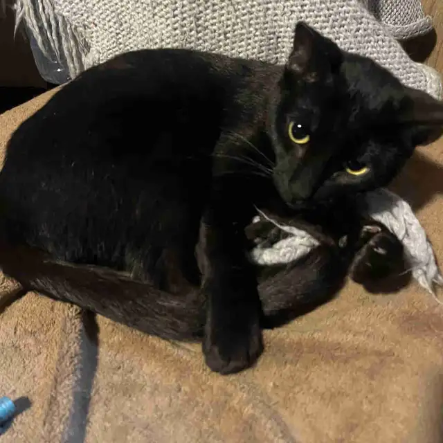 Female black Siamese/ Bengal kitten for rehoming