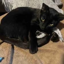 Female black Siamese/ Bengal kitten for rehoming