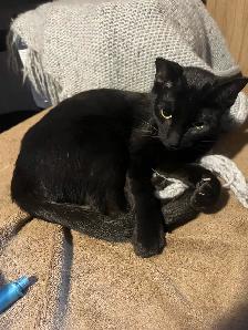 Female black Siamese/ Bengal kitten for rehoming - Photo 3