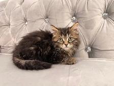 ❤️ Siberian  kittens ❤️(437) 292-1163 - Photo 4