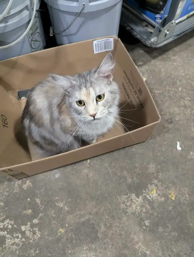 European Maine Coon Kittens