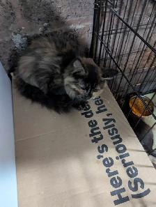 European Maine Coon Kittens - Photo 2