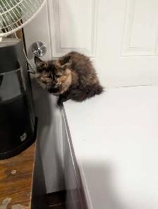 European Maine Coon Kittens - Photo 3