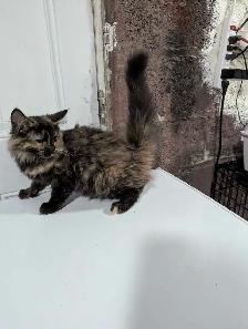 European Maine Coon Kittens - Photo 4