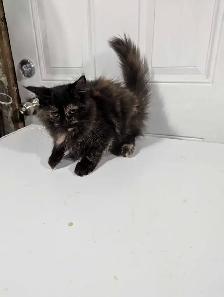 European Maine Coon Kittens - Photo 5