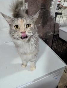 European Maine Coon Kittens - Photo 7