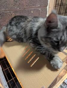 European Maine Coon Kittens - Photo 9