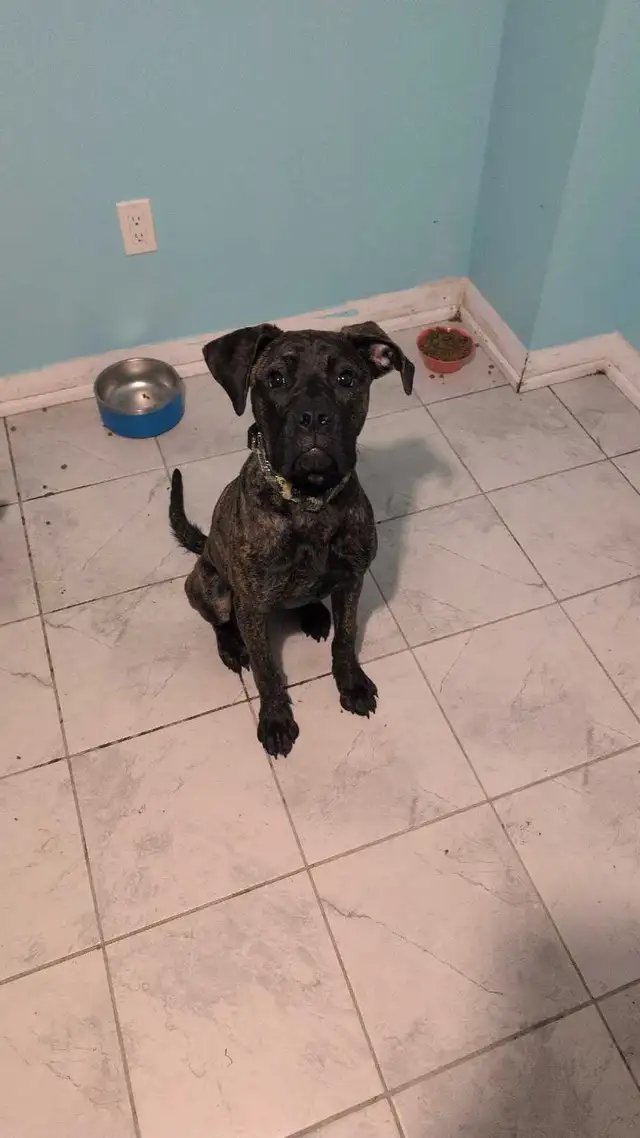 7 month old needs new home
