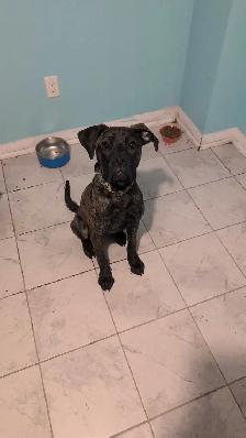 7 month old needs new home
