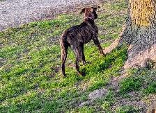 7 month old needs new home - Photo 2