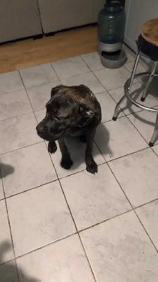 7 month old needs new home - Photo 3
