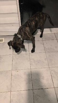 7 month old needs new home - Photo 4