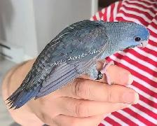 Bébé oiseaux - Photo 2