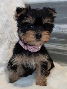 Yorkie puppies
