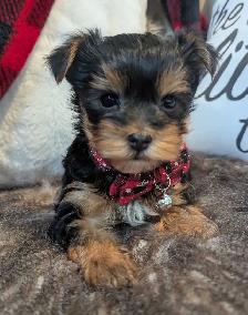 Yorkie puppies - Photo 2