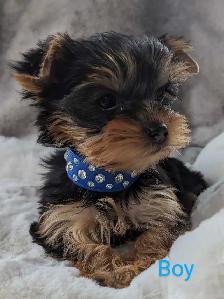 Yorkie puppies - Photo 3